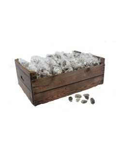 PINUS ΚΟΥΚΟΥΝΑΡΙΑ ΜΙΚΡΑ ΛΕΥΚΑ ΣΕ ΔΙΧΤΥ