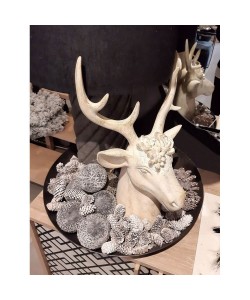 PINUS ΚΟΥΚΟΥΝΑΡΙΑ ΜΙΚΡΑ ΛΕΥΚΑ ΣΕ ΔΙΧΤΥ