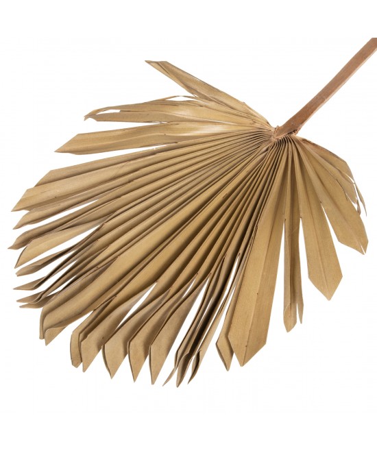 ΔΙΑΚΟΣΜΗΤΙΚΟ ΤΟΙΧΟΥ HM7876 ΑΠΟΞΗΡΑΜΕΝΟ ΦΥΛΛΟ ΦΟΙΝΙΚΑ ΣΕ ΦΥΣΙΚΗ ΑΠΟΧΡΩΣΗ 30x102x3 εκ.