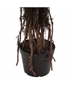 ΔΙΑΚΟΣΜΗΤΙΚΟ ΣΥΝΘΕΤΙΚΟ ΦΥΤΟ HM7989 ΔΕΝΤΡΟ SISAL ΣΕ ΓΛΑΣΤΡΑ 200Υεκ.