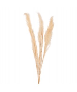 ΔΙΑΚΟΣΜΗΤΙΚΟ ΜΠΟΥΚΕΤΟ ΑΠΟΞΗΡΑΜΕΝΑ ΚΑΛΑΜΙΑ HM7961 ΛΕΥΚΟ 3TMX 140Υεκ.