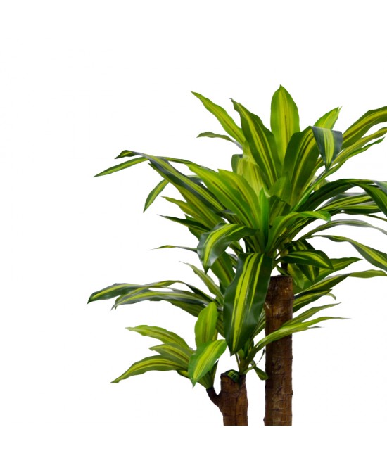 Διακοσμητικό φυτό  Dracaena σε γλάστρα Inart πράσινο pp Υ110εκ