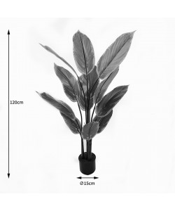 Διακοσμητικό φυτό σε γλάστρα Calathea Inart πράσινο Φ68x120εκ