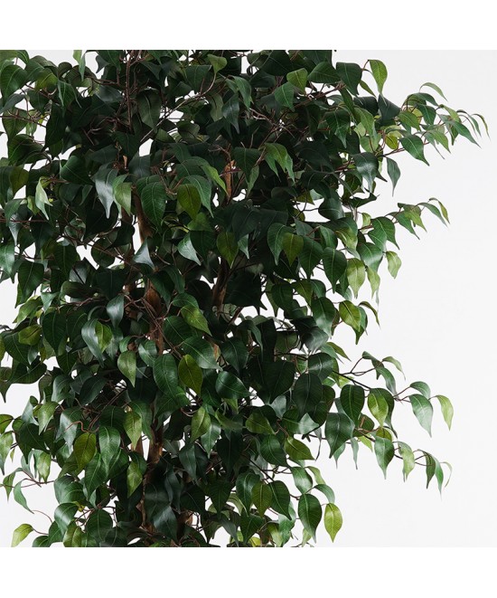 Διακοσμητικό φυτό σε γλάστρα Banyan Inart πράσινο Φ95x180εκ