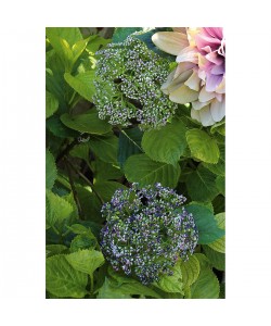 Κλαδί Άλλιον ArteLibre Τεχνητό Πράσινο/Βιολετί 12x72cm