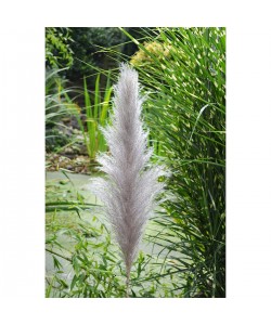 Κλαδί Γρασίδι ArteLibre Τεχνητό Εκρού 150cm Κλαδί Γρασίδι ArteLibre Τεχνητό Εκρού 150cm