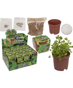 Τυχερό Τετράφυλλο Τριφύλλι Σε Πλαστική Γλάστρα