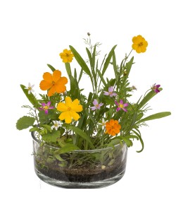 Λουλούδια Σε Κονσέρβα Λουλούδια Σε Κονσέρβα